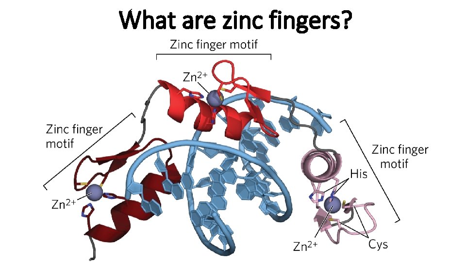 What are zinc fingers? 