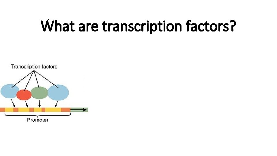 What are transcription factors? 
