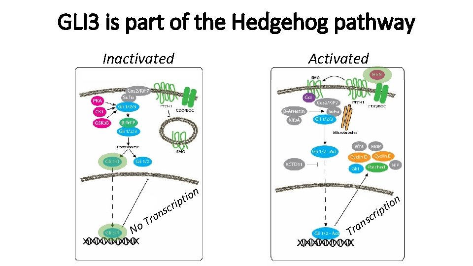 GLI 3 is part of the Hedgehog pathway Inactivated io t p i scr