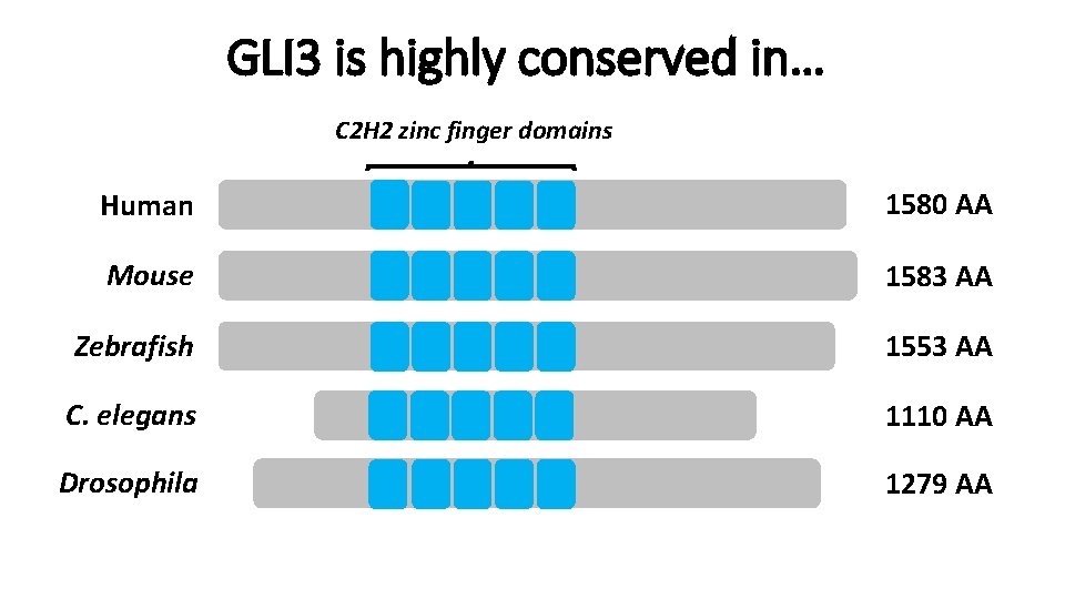 GLI 3 is highly conserved in… C 2 H 2 zinc finger domains Human