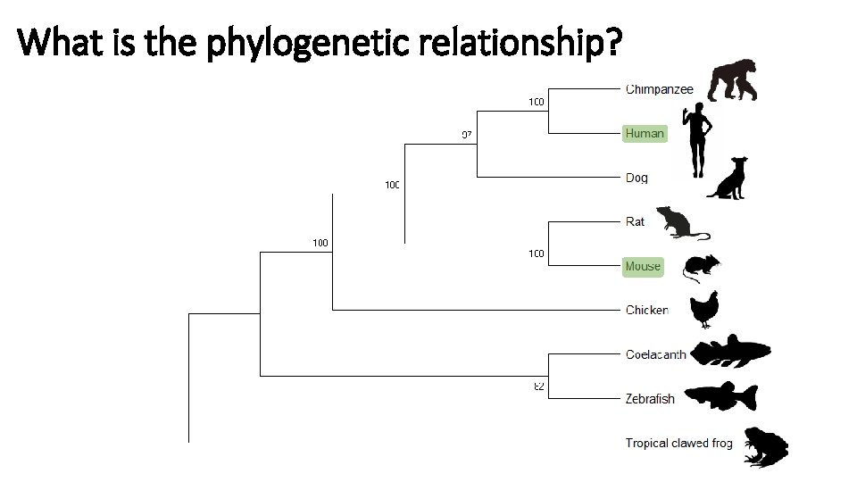 What is the phylogenetic relationship? 