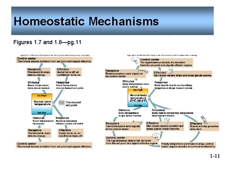 Homeostatic Mechanisms Figures 1. 7 and 1. 8—pg. 11 1 -11 