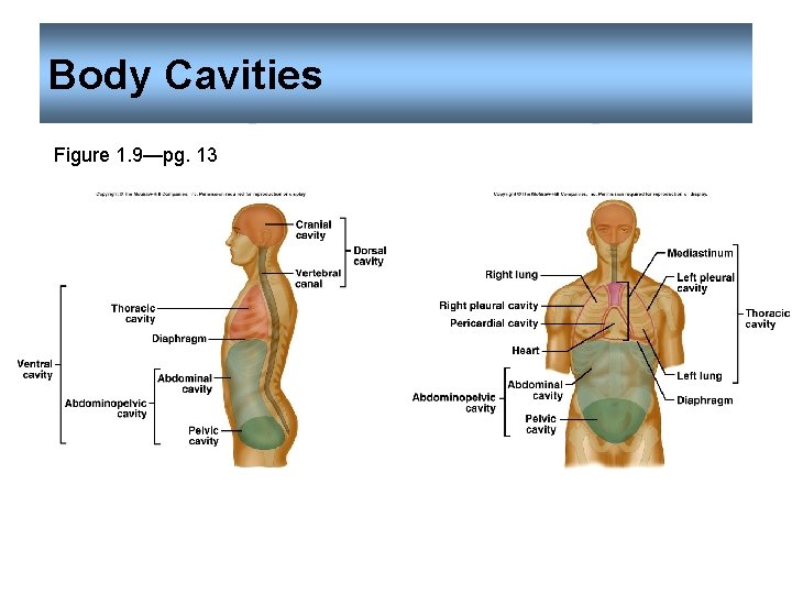 Body Cavities Figure 1. 9—pg. 13 