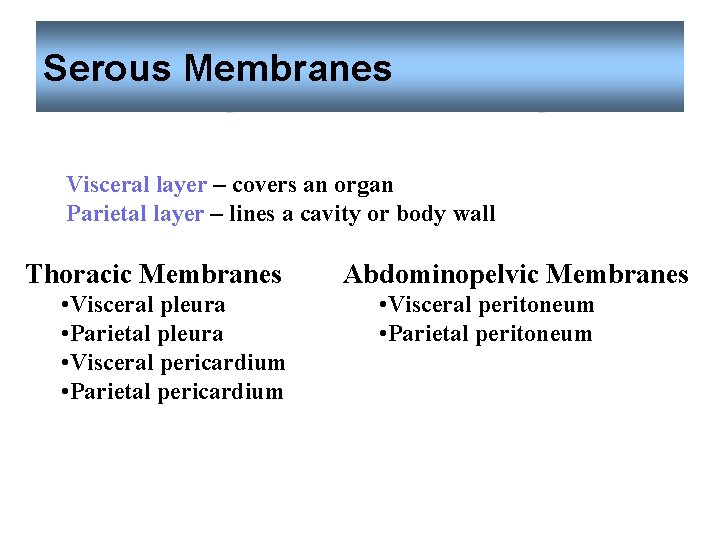 Serous Membranes Visceral layer – covers an organ Parietal layer – lines a cavity