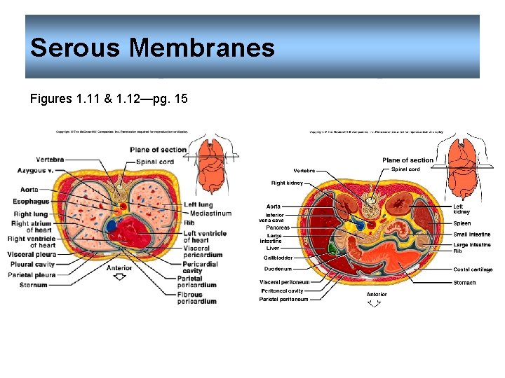 Serous Membranes Figures 1. 11 & 1. 12—pg. 15 