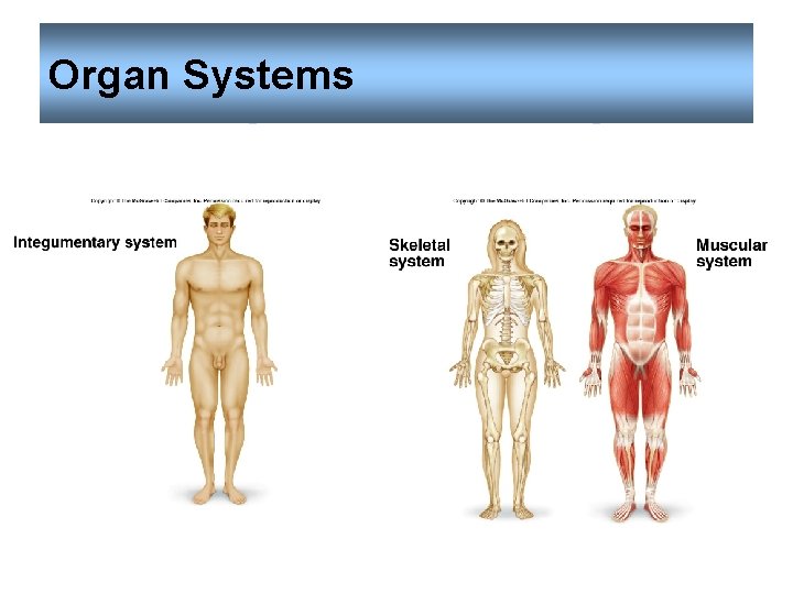 Organ Systems 