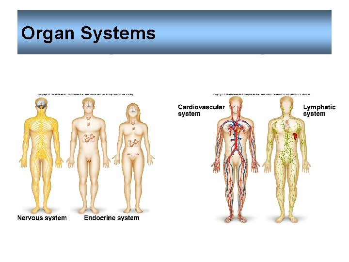 Organ Systems 