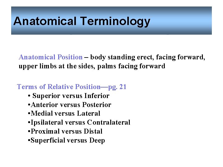 Anatomical Terminology Anatomical Position – body standing erect, facing forward, upper limbs at the