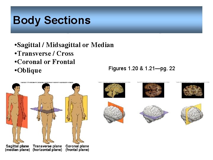 Body Sections • Sagittal / Midsagittal or Median • Transverse / Cross • Coronal