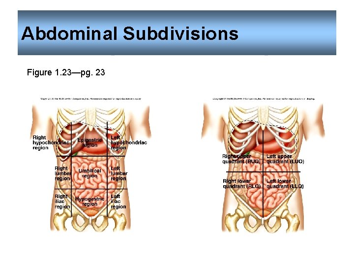 Abdominal Subdivisions Figure 1. 23—pg. 23 