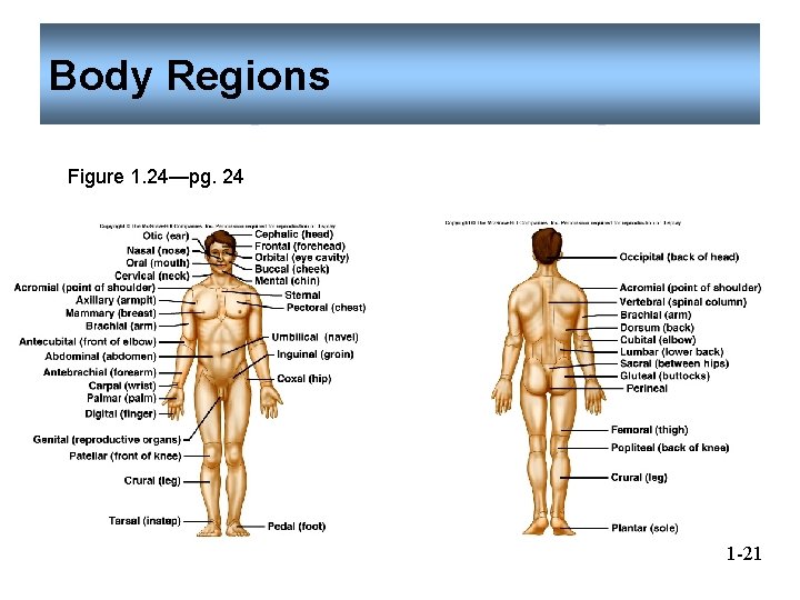 Body Regions Figure 1. 24—pg. 24 1 -21 