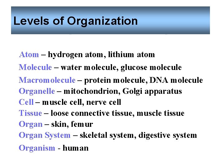 Levels of Organization Atom – hydrogen atom, lithium atom Molecule – water molecule, glucose