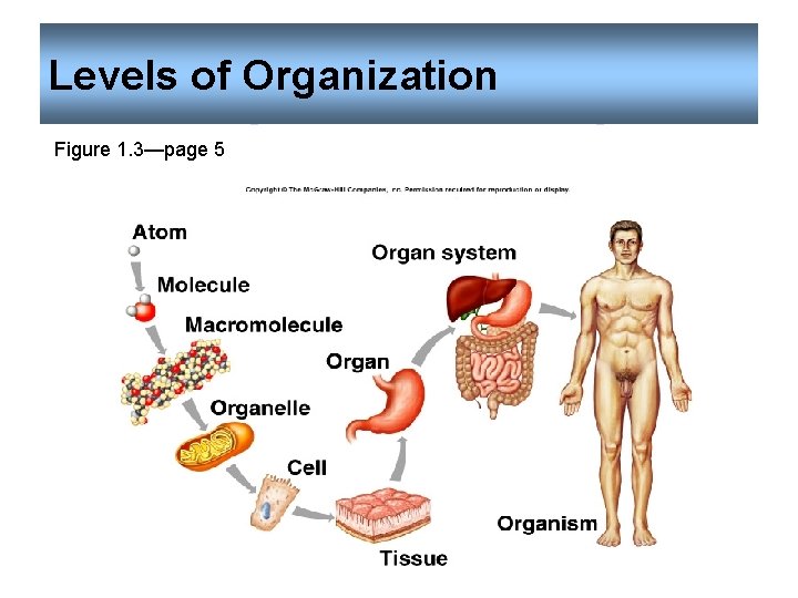 Levels of Organization Figure 1. 3—page 5 