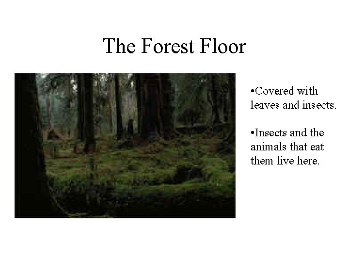 The Forest Floor • Covered with leaves and insects. • Insects and the animals