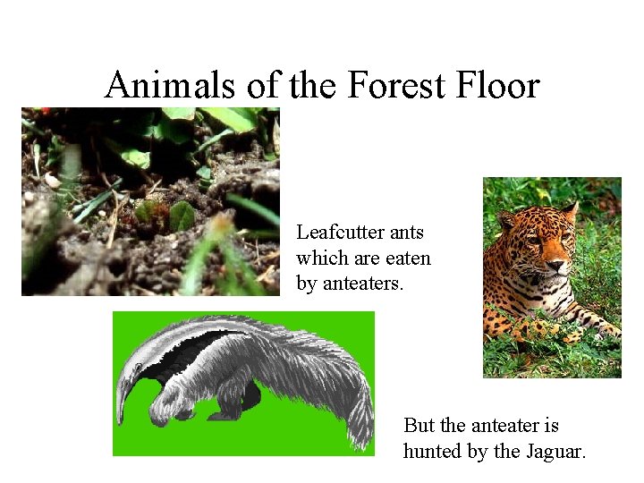 Animals of the Forest Floor Leafcutter ants which are eaten by anteaters. But the