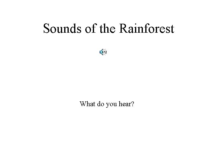 Sounds of the Rainforest What do you hear? 