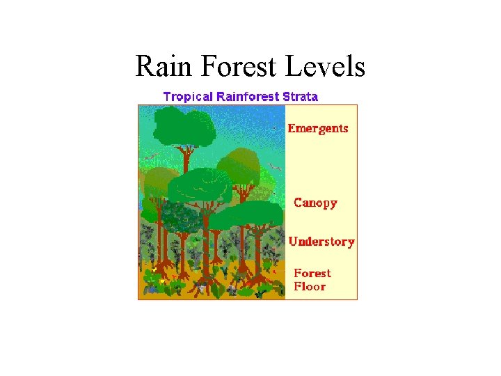 Rain Forest Levels 