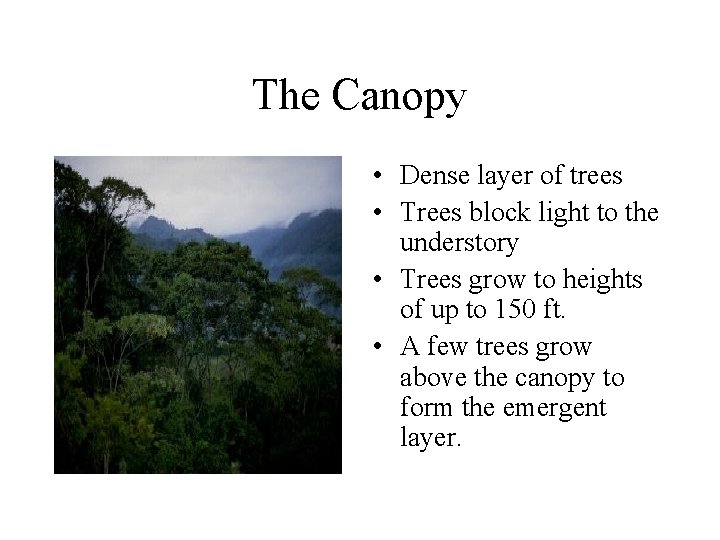 The Canopy • Dense layer of trees • Trees block light to the understory