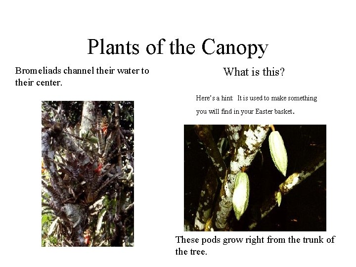 Plants of the Canopy Bromeliads channel their water to their center. What is this?