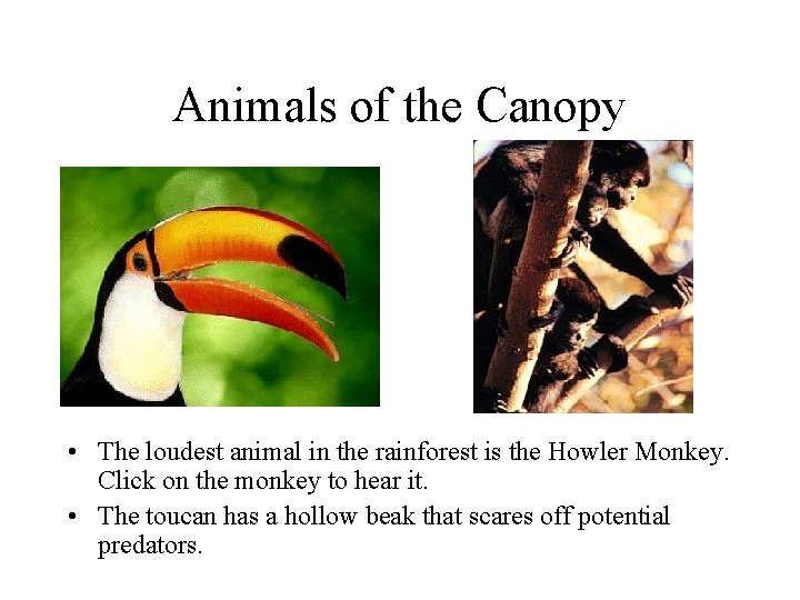 Animals of the Canopy • • The loudest animal in the rainforest is the