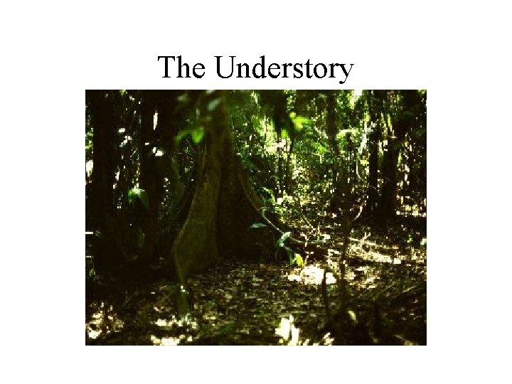 The Understory 