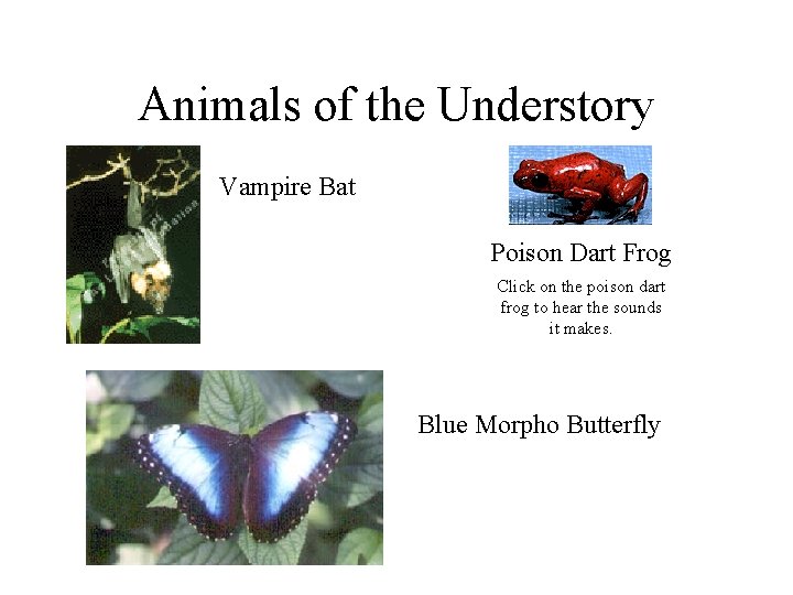 Animals of the Understory • Vampire Bat Poison Dart Frog Click on the poison