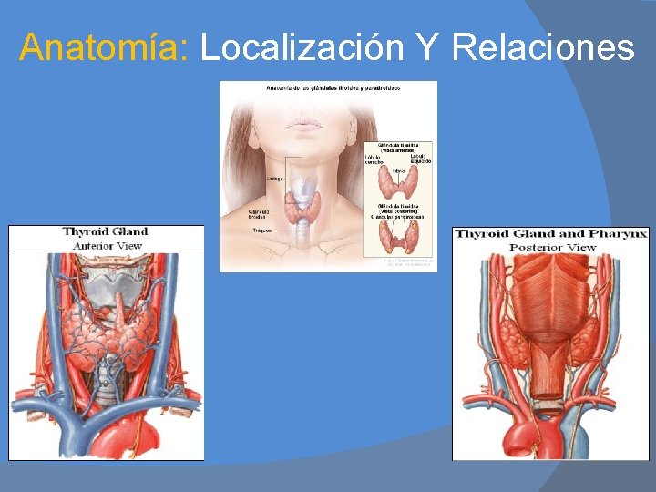 Anatomía: Localización Y Relaciones 