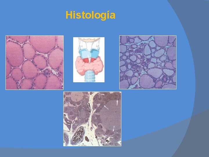 Histología 