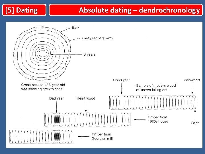 [5] Dating Absolute dating – dendrochronology 