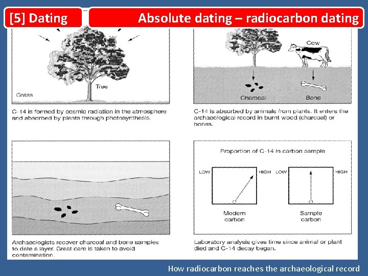 [5] Dating Absolute dating – radiocarbon dating How radiocarbon reaches the archaeological record 