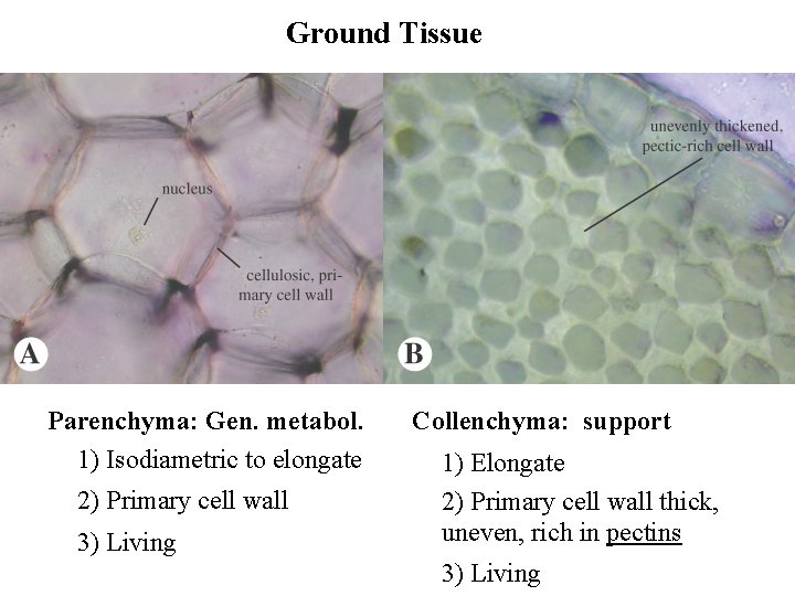 Ground Tissue Parenchyma: Gen. metabol. 1) Isodiametric to elongate 2) Primary cell wall 3)