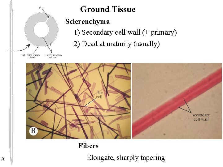 Ground Tissue Sclerenchyma 1) Secondary cell wall (+ primary) 2) Dead at maturity (usually)