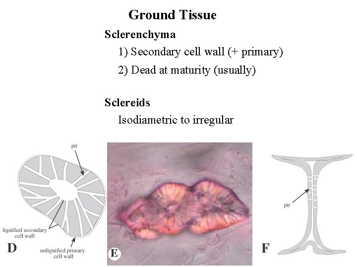 Ground Tissue Sclerenchyma 1) Secondary cell wall (+ primary) 2) Dead at maturity (usually)