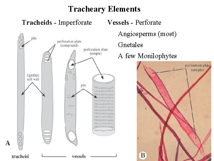 Tracheary Elements Tracheids - Imperforate Vessels - Perforate Angiosperms (most) Gnetales A few Monilophytes