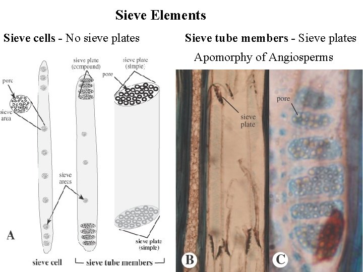 Sieve Elements Sieve cells - No sieve plates Sieve tube members - Sieve plates