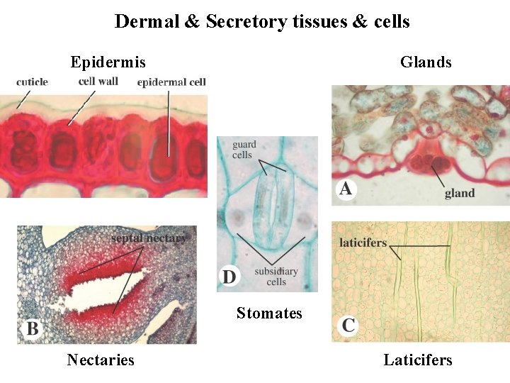 Dermal & Secretory tissues & cells Epidermis Glands Stomates Nectaries Laticifers 