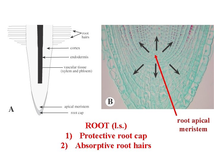 root cap ROOT (l. s. ) 1) Protective root cap 2) Absorptive root hairs