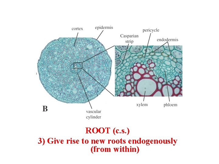 ROOT (c. s. ) 3) Give rise to new roots endogenously (from within) 