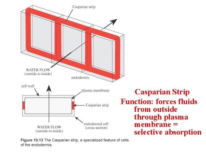 Casparian Strip Function: forces fluids from outside through plasma membrane = selective absorption 