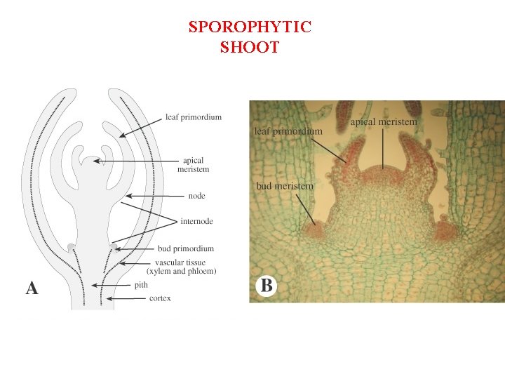 SPOROPHYTIC SHOOT 