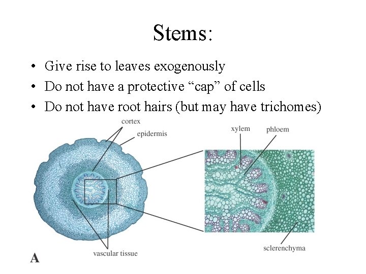 Stems: • Give rise to leaves exogenously • Do not have a protective “cap”