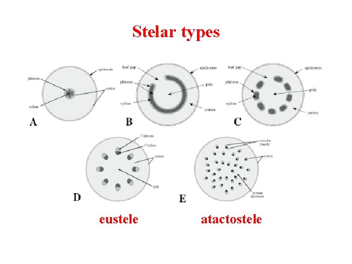 Stelar types eustele atactostele 