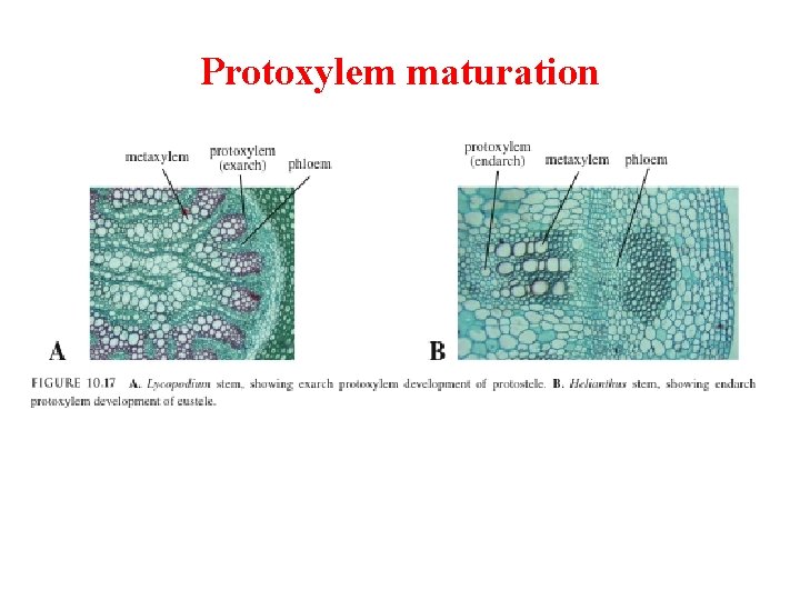 Protoxylem maturation 