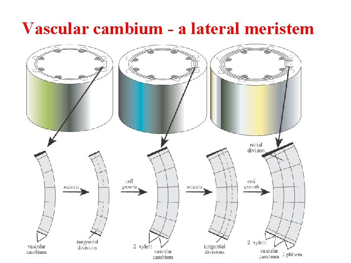 Vascular cambium - a lateral meristem 