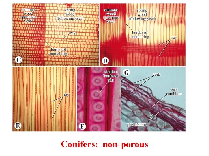 Conifers: non-porous 