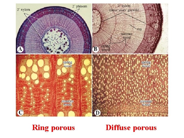 Ring porous Diffuse porous 