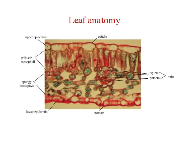 Leaf anatomy 