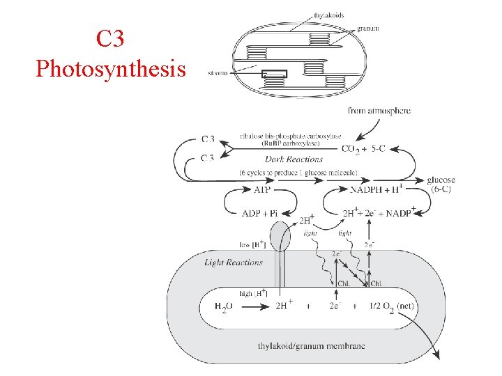 C 3 Photosynthesis 