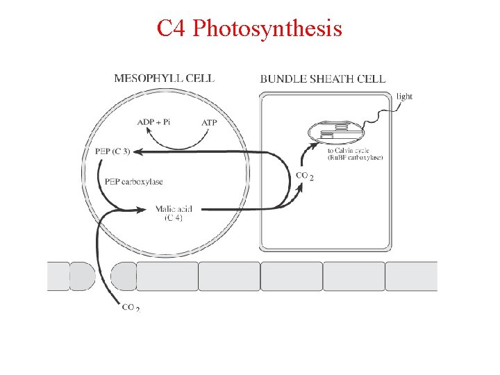 C 4 Photosynthesis 
