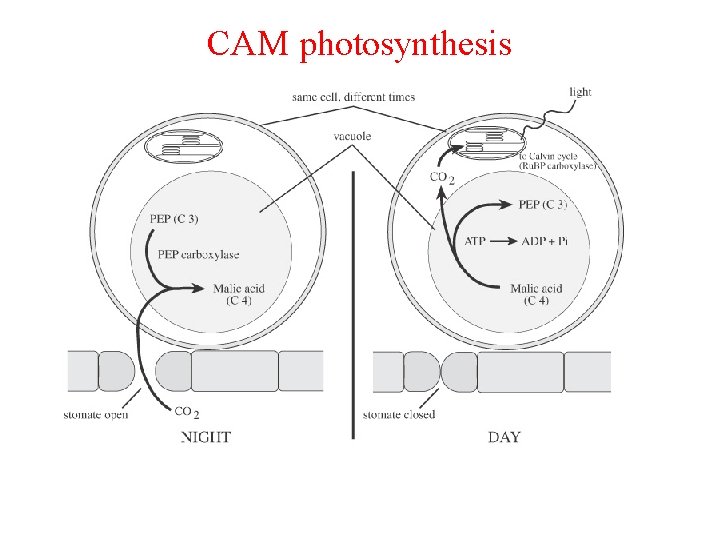 CAM photosynthesis 